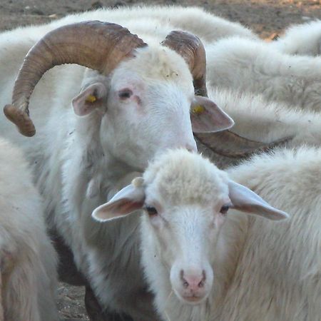 הוילה ארבוס Agriturismo Rocca Su Moru מראה חיצוני תמונה