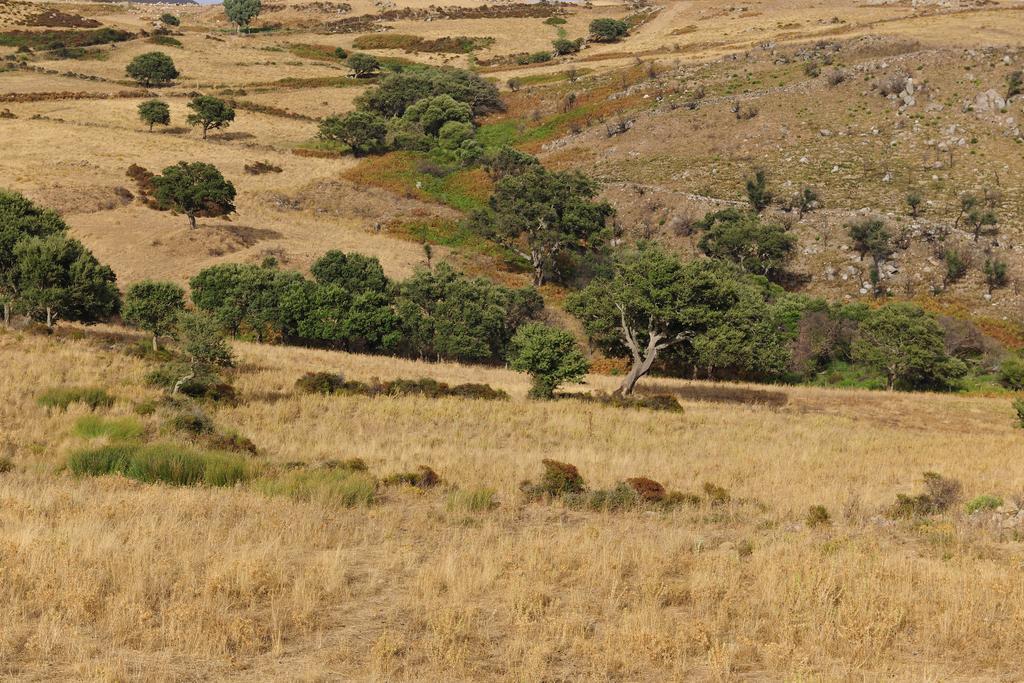 הוילה ארבוס Agriturismo Rocca Su Moru מראה חיצוני תמונה