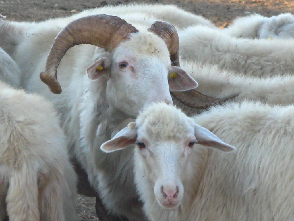 הוילה ארבוס Agriturismo Rocca Su Moru מראה חיצוני תמונה
