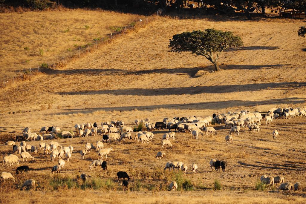הוילה ארבוס Agriturismo Rocca Su Moru מראה חיצוני תמונה