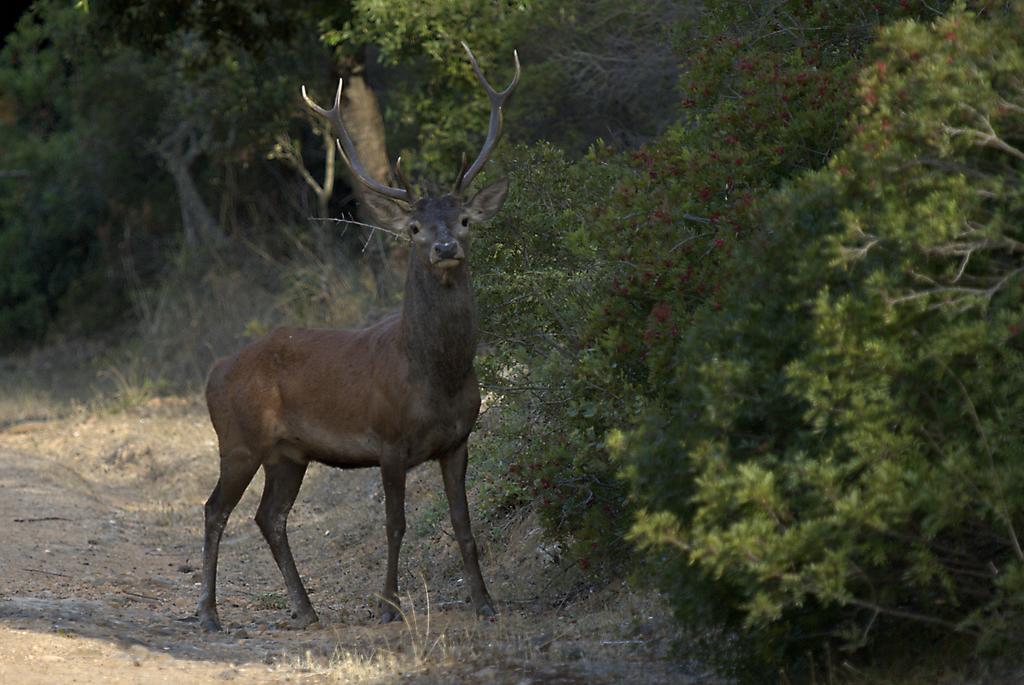 הוילה ארבוס Agriturismo Rocca Su Moru מראה חיצוני תמונה