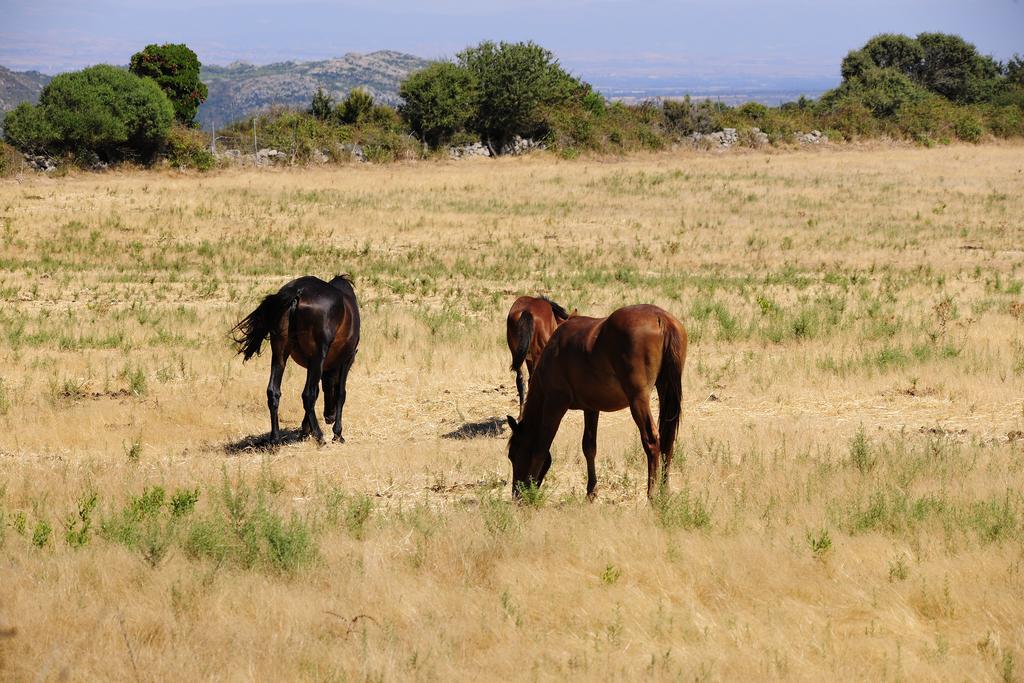 הוילה ארבוס Agriturismo Rocca Su Moru מראה חיצוני תמונה